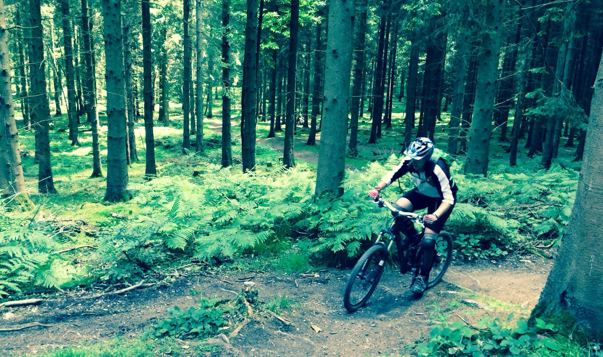 tardree forest mountain biking